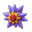 starmie pokemon go